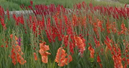 Canvas Print - Red gladiolus flower farm with sunlight