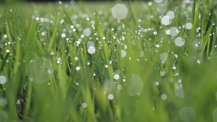 Wall Mural - Green grass with dew in morning background