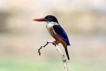 Wall Mural - Black-Capped Kingfisher has a purple-blue wings and back, black head and shoulders, white neck collar and throat, and rufous underparts.	