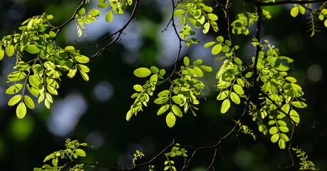 Spring leaves of acacia on a dark background