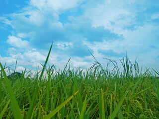 green grass and blue sky