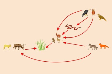 Wall Mural - Ecosystem and food chain between other habitants, educational bilogical vector