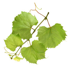 Wall Mural - Fresh Green Grape Leaf on isolated white Background