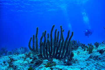 coral reef underwater landscape, lagoon in the warm sea, view under water ecosystem