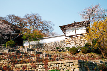 Wall Mural - Hasedera temple at spring in Nara, japan