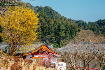 Wall Mural - Hasedera temple at spring in Nara, japan