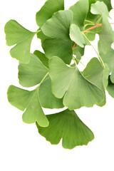 Wall Mural - Ginkgo biloba fresh leaves on white background