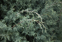 Virginian Juniper Tree Branches Covered With Frost; Juniperus Virginiana