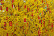 Full frame photo of beautiful apricot blossom flowers blooming in Lunar New year