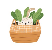 Cute And Funny Playful Cat Hiding In Wicker Basket With Plant. Adorable Kitty Playing And Lurking. Hand-drawn Colored Flat Vector Illustration Isolated On White Background