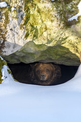 Wall Mural - brown bear looks out of its den in the woods under a large rock in winter