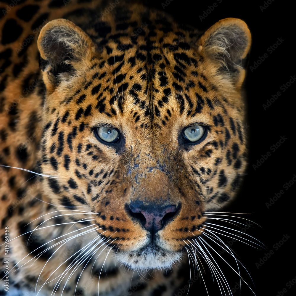 Close up big leopard isolated on black background - obrazy, fototapety, plakaty 