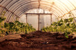 © ivanko80 - Pepper plants inside a greenhouse