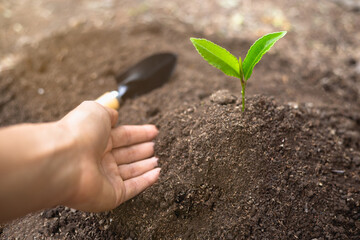 Women who are planting and caring for seedlings will be strong trees. Concept of world environment day, care for seedlings to grow, preserve the world, plant trees to reduce global warming, Earth Day.