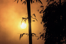 Silhouette Of Bamboo Tree In Sunrise Or Sunset