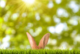 Fototapeta Miasto - Cute Easter bunny hiding in green grass outdoors