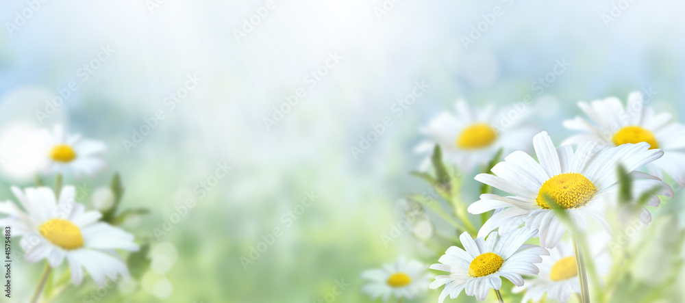 Green grass and chamomile in the meadow. Spring or summer nature scene ...