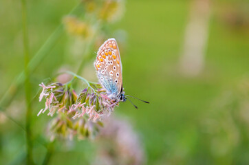 Butterfly profile - Common blue, on a stalk of grass, in its natural environment 