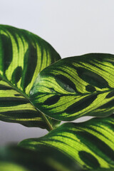 Wall Mural - vertical closeup of calathea makoyana leaves with a white background