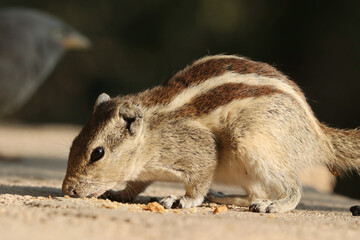 Sticker - Closeup of cute Indian palm squirrel or three-striped palm squirrel eating biscuits on a stone wall