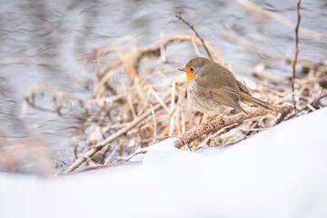 Wall Mural - A robin, a grey and brown European songbird with an orange chest, perching on a twig at the riverbank. Blue water in the background. White snow in the foreground. Winter day in nature.