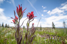 Close-up Of An Indian Paintbrush Flower Or Prairie-fire (Castilleja Miniata), Manning Park, British Columbia, Cannada