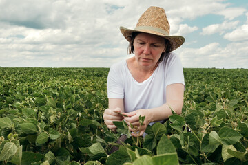 Wall Mural - Female farmer agronomist examining soybean crops in cultivated field