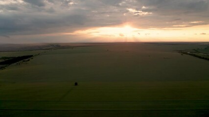 Wall Mural - drone flight above green field of wheat and a lonely tree in the middle at sunset