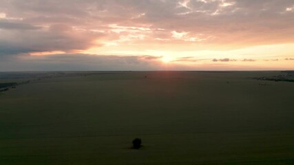 Wall Mural - drone flight above green field of wheat and a lonely tree in the middle at sunset
