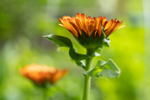 An Orange Garden Flower In Bloom