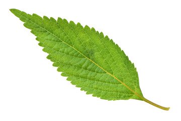 Wall Mural - Mint leaf isolated over white background