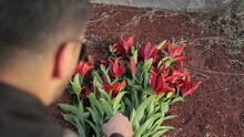 Yerevan, Armenia - November, 2020 - Man Lays Flowers At The Grave. Beautiful Red Flowers Laying On Grave 