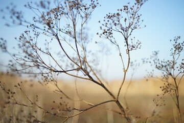 Canvas Print - Dry dill grass in autumn blurred field at sunny sunset.