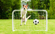 Jumping dog as funny goalie can't save goal and misses football (soccer) ball