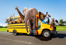 Zoo In The School Bus Concept With Animals Looking Out Of The Windows, Elephant Giraffe Cheetah And Others