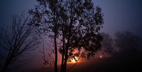 Wall Mural - Flashlights light in a night park on a foggy night