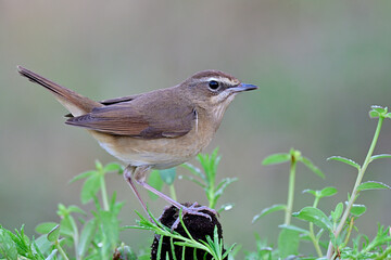 Wall Mural - little brown bird low perching on pole among green grass during rainny day with soft lighting, female of siberian rubythroat