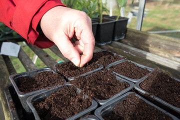 Seed being planted into compost in a plastic plant pot inside a greenhouse