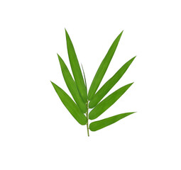  Bamboo leaf green on white background