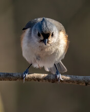 Titmouse Small Bird Looking For Food In The Winter