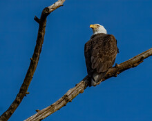 Lone Bald Eagle On A Branch