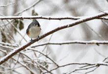 Tufted Titmouse Sitting On Branch In Snow