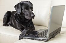 Dog, Black Labrador, Looking At Computer.