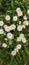 Top View Of Beautiful Daisies Growing In A Field