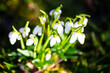 Snowdrops on a spring meadow, signs of spring, flower meadow