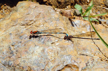 Two Damselflies Mating On The Rocks Of The River
