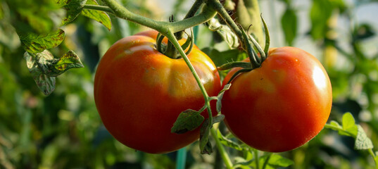 Wall Mural - Banner. Two ripe red tomatoes on a branch between the leaves.