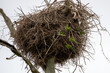 Sittichpapageien bauen ihre Nester als Untermieter in einem Nest des Jabiru Storches