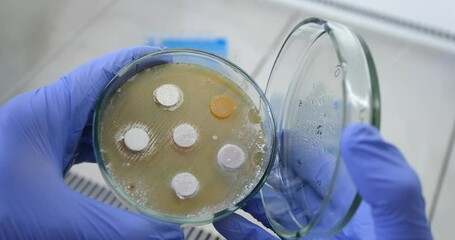 Sticker - A doctor looks at bacteria in a Petri dish that grew during the experiment on nutrient agar. Get research results from bacteria.