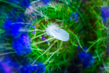 White Bird Feather Among Lavender Flowers